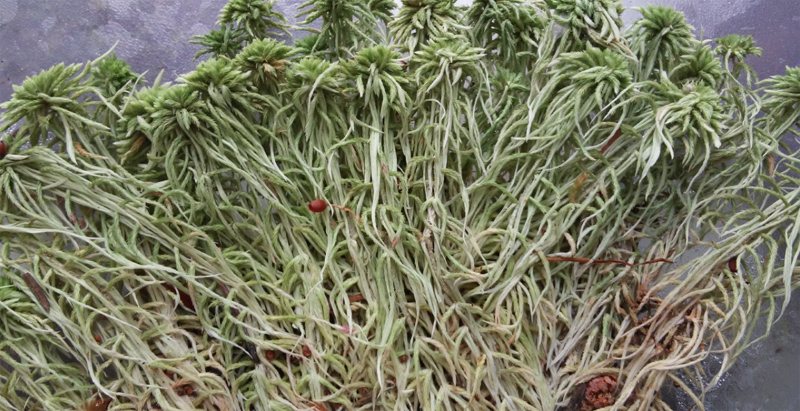 Sphagnum capillifolium
